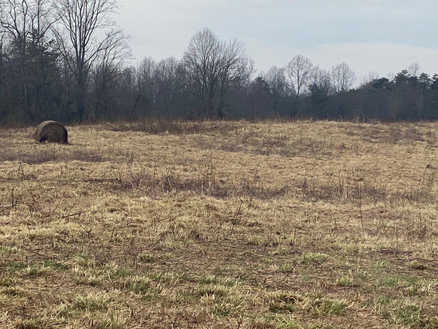 Image for Real Estate Auction - Home & 38± Acres in Dobson, NC