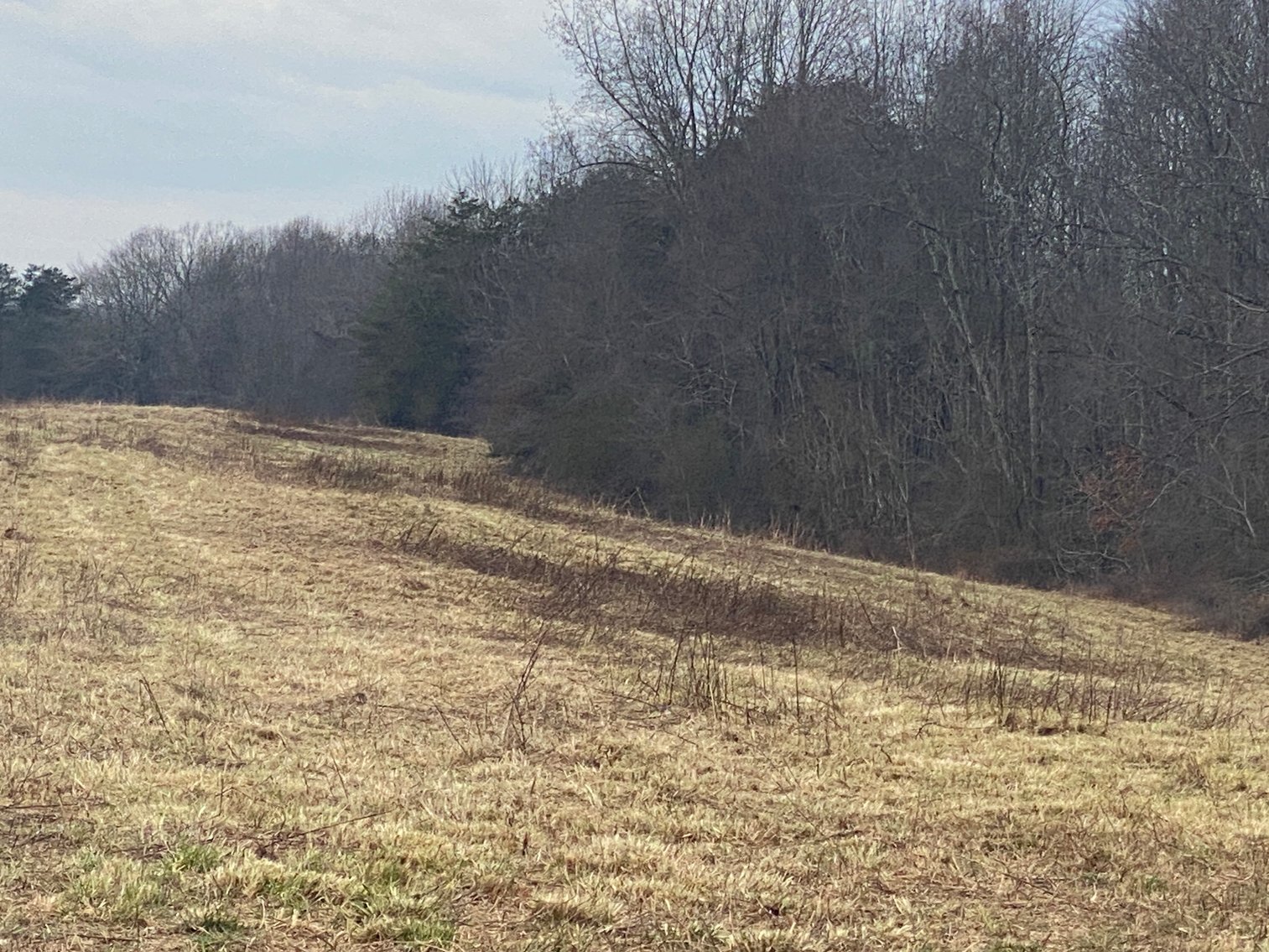 Image for Real Estate Auction - Home & 38± Acres in Dobson, NC