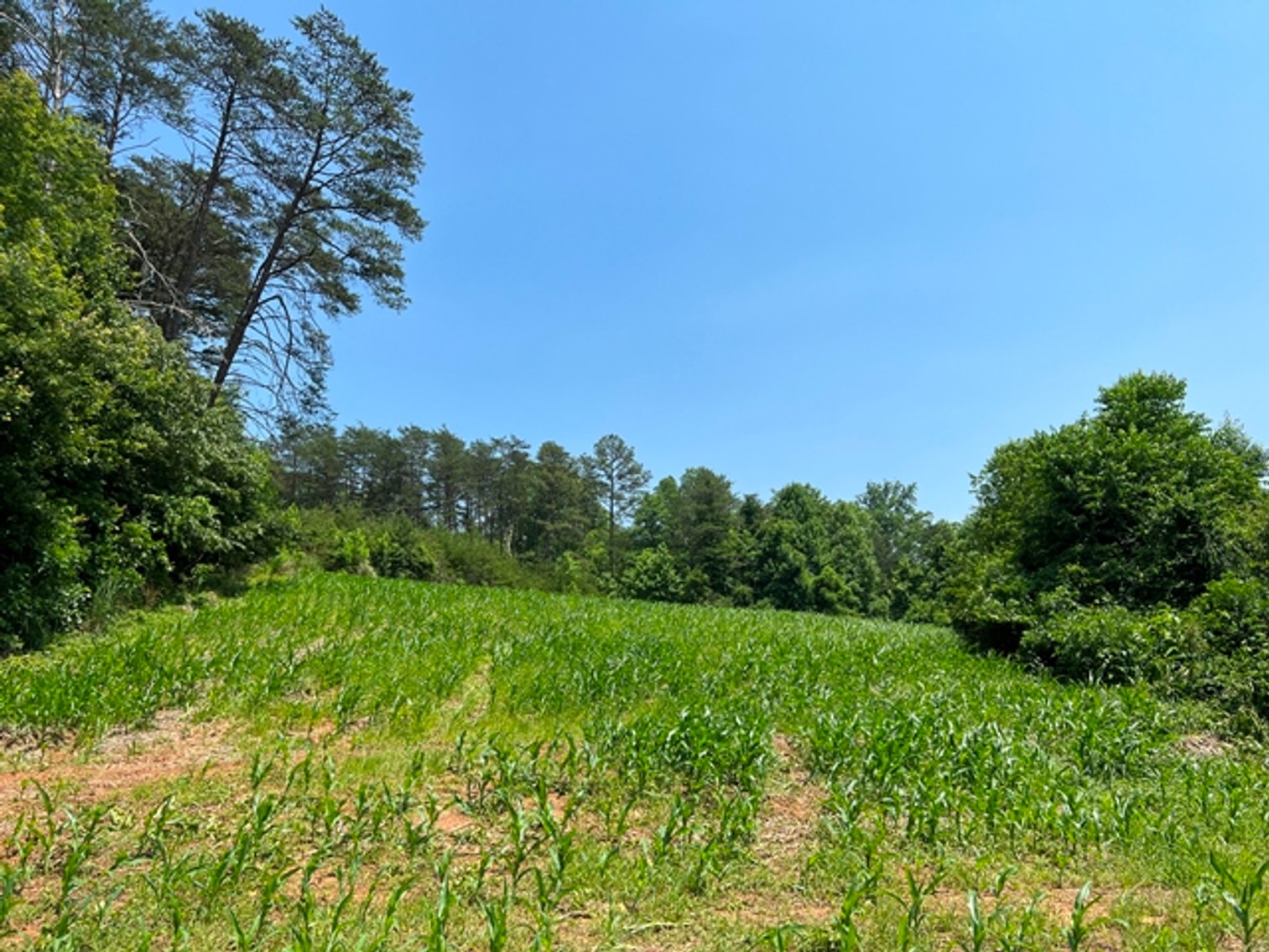 Image for Estate of The Late Jimmy Ray Newman - 150± Acres with 1 Home & Additional Buildings