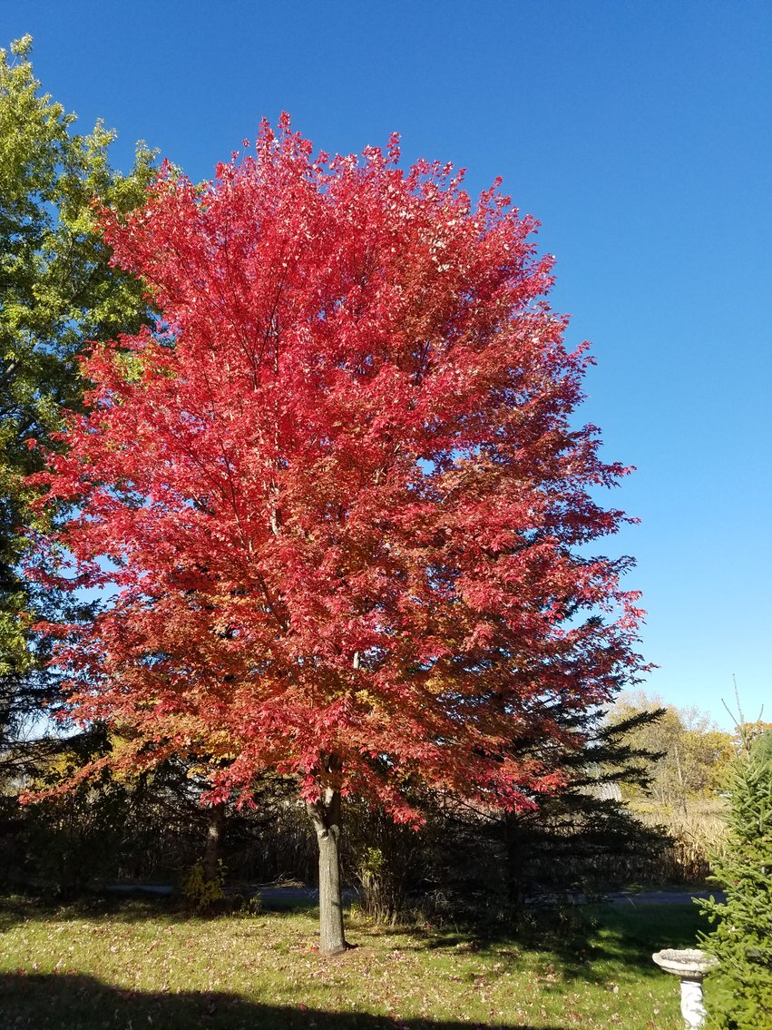 Image for Trees & Mulch: Black Hills Spruce, White Pine & More