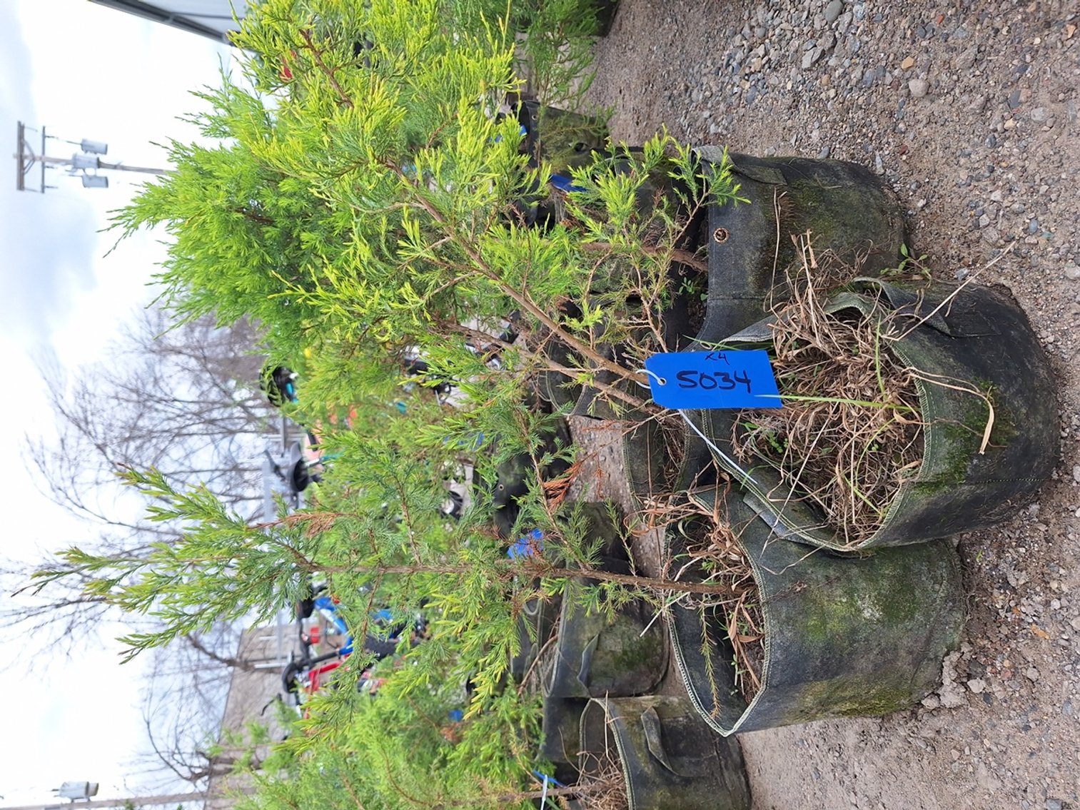 Image for Red Cedar Arborvitaes