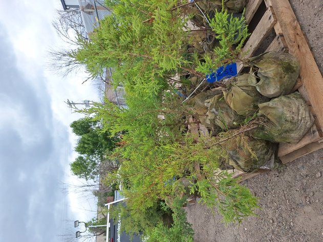 Image for Red Cedar Arborvitaes