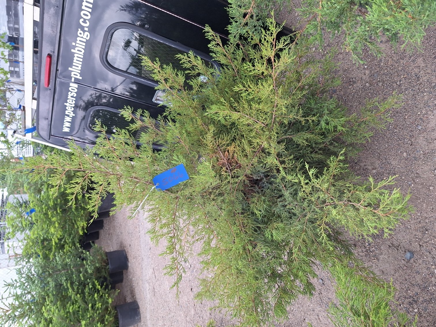 Image for Red Cedar Arborvitaes