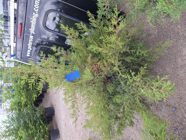 Image for Red Cedar Arborvitaes