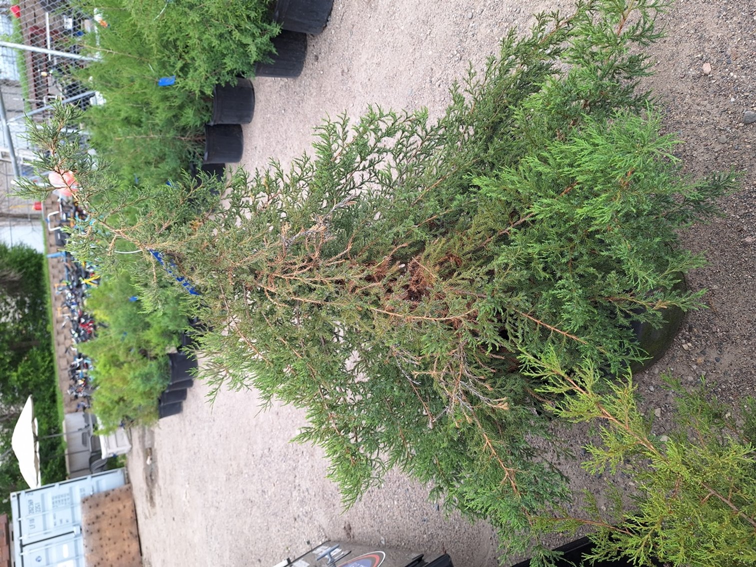 Image for Red Cedar Arborvitaes