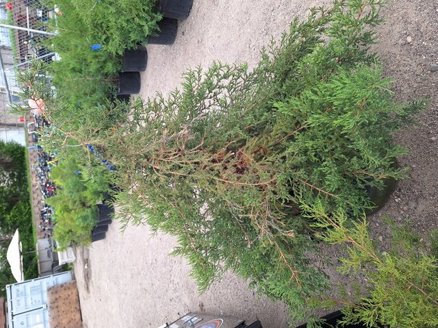 Image for Red Cedar Arborvitaes