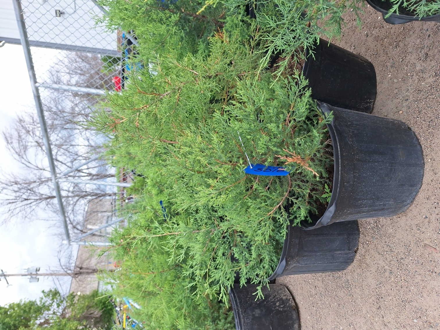 Image for Red Cedar Arborvitaes