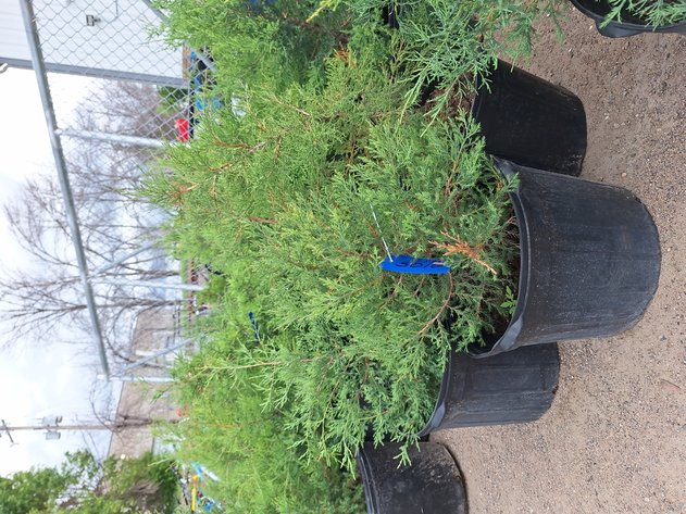 Image for Red Cedar Arborvitaes