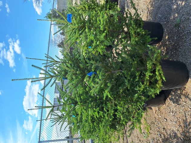 Image for Trees: Black Hills Spruce, White Pine & More