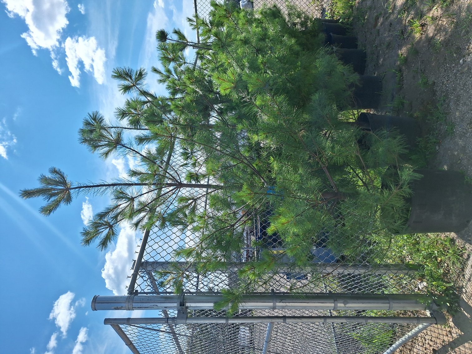 Image for Trees: Black Hills Spruce, White Pine & More