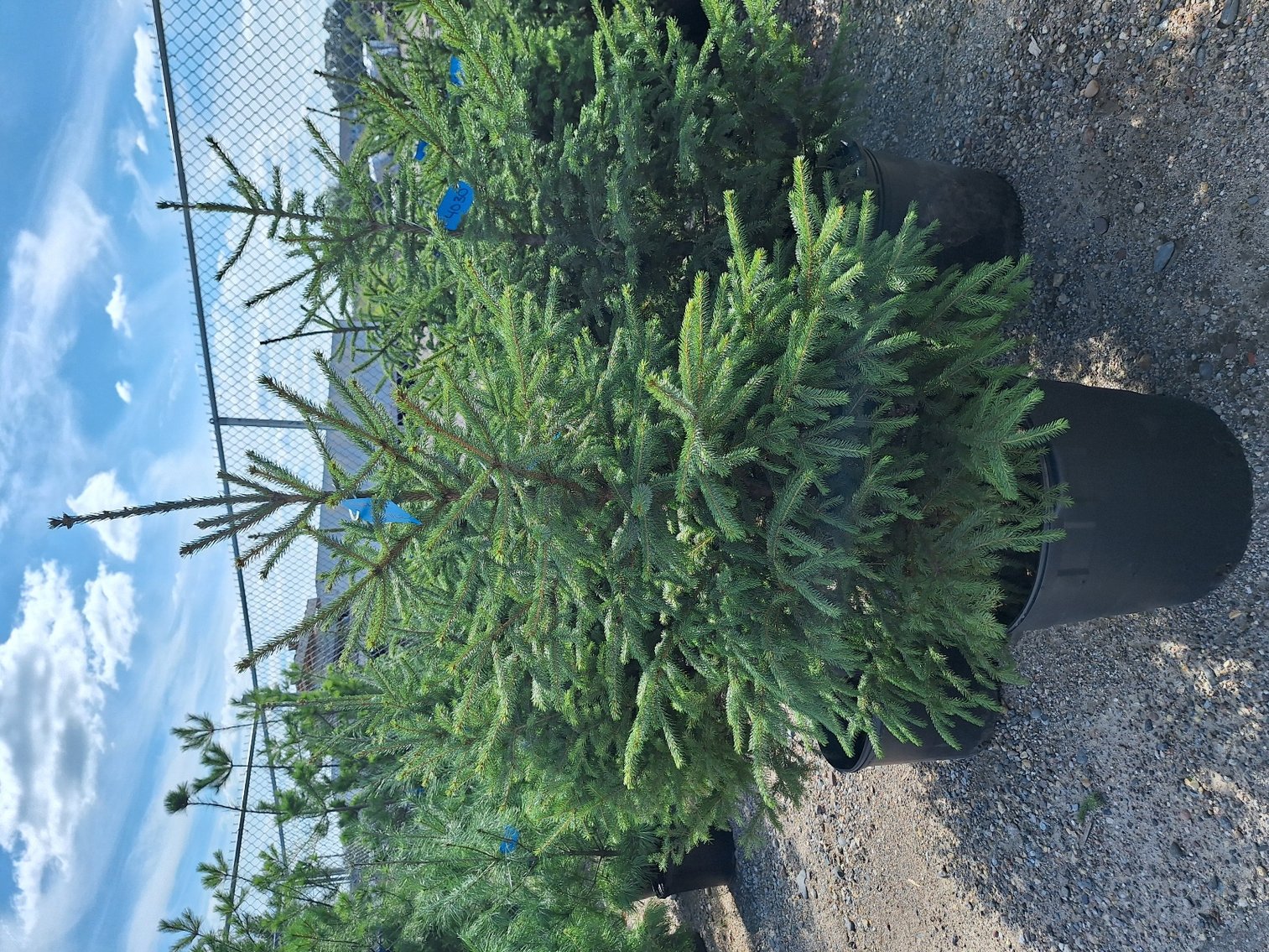 Image for Trees: Black Hills Spruce, White Pine & More