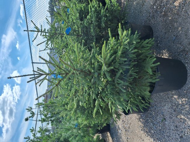 Image for Trees: Black Hills Spruce, White Pine & More