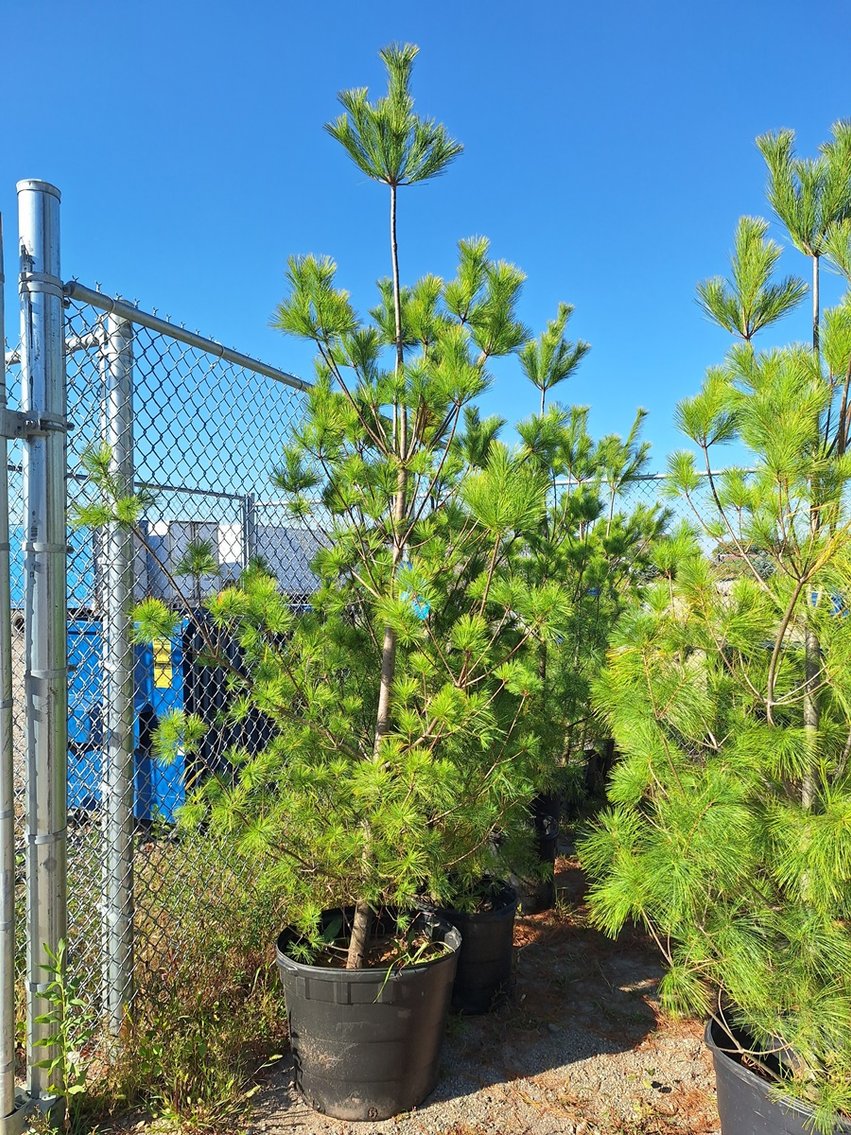 Image for Trees: Black Hills, White Pines, More