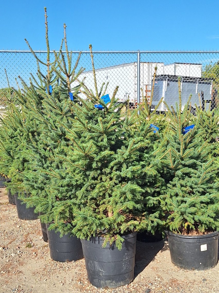 Image for Trees: Black Hills, White Pines, More