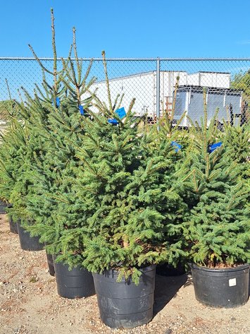 Image for Trees: Black Hills, White Pines, More