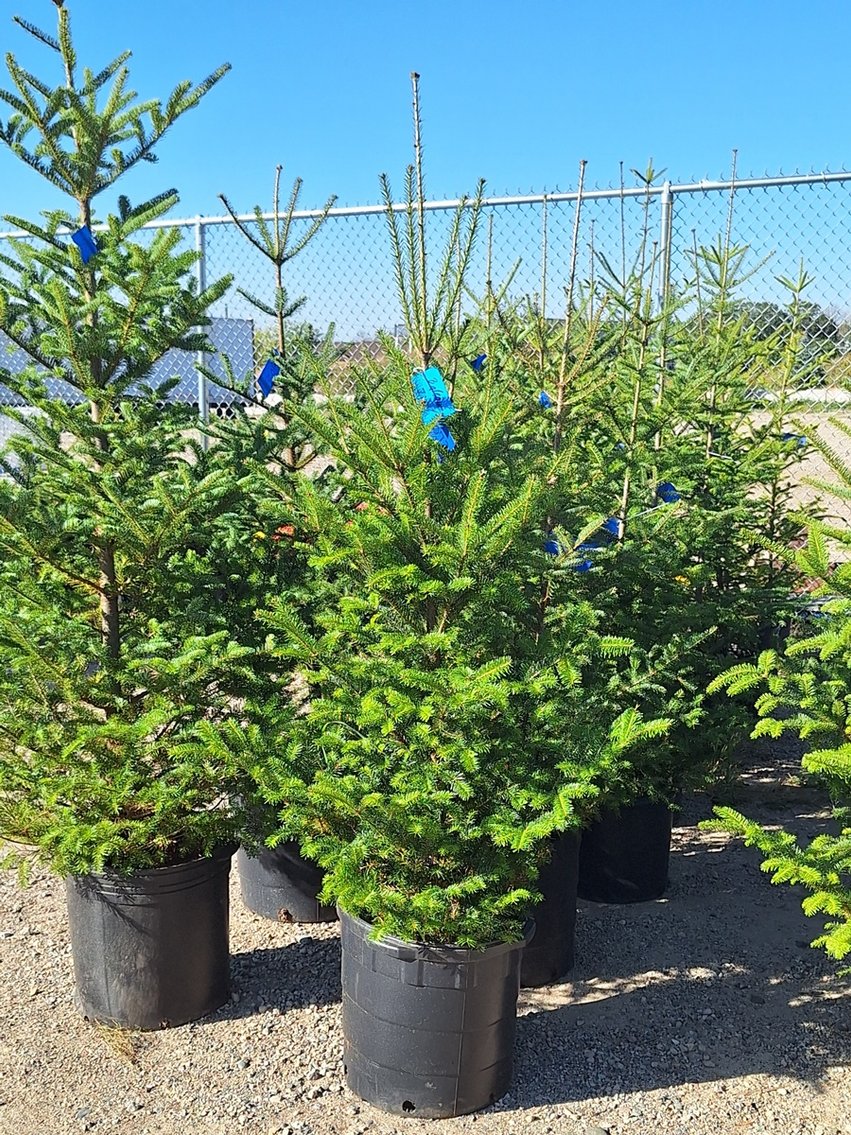 Image for Trees: Black Hills, White Pines, More