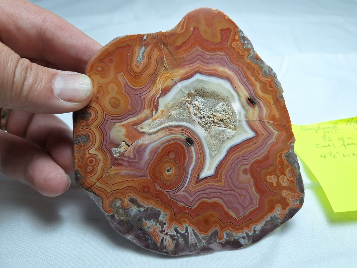Image for Lapidary: Agates, Specimens & More