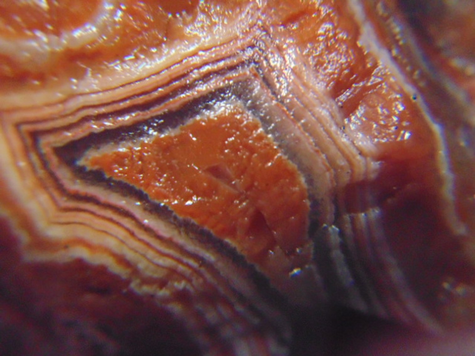 Image for Lapidary: Agates, Fossils & More