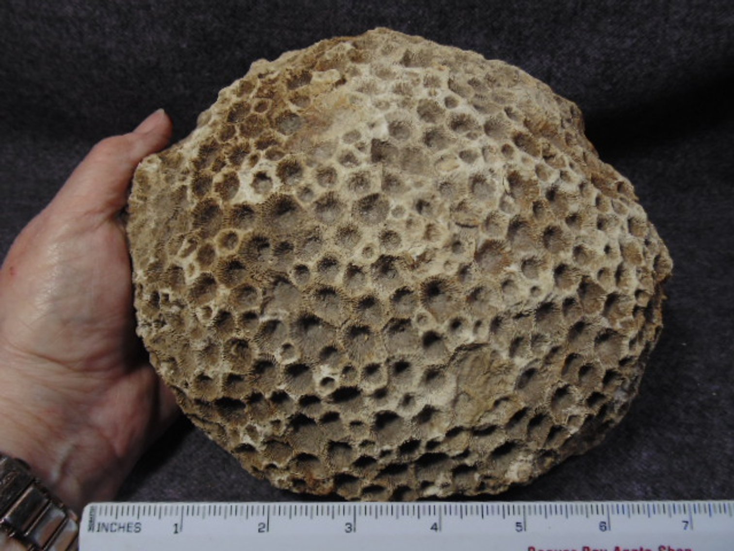 Image for Lapidary: Agates, Fossils & More