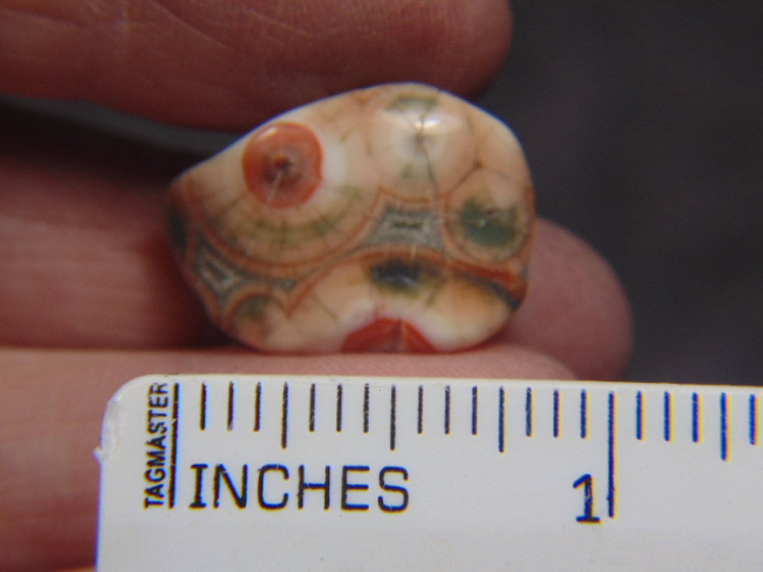 Image for Lapidary: Agates, Fossils & More