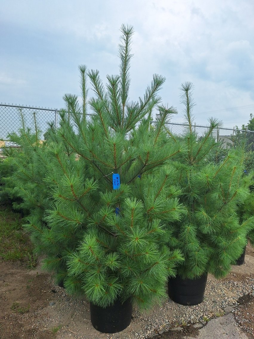 Image for Trees: Black Hills, White Pines, More