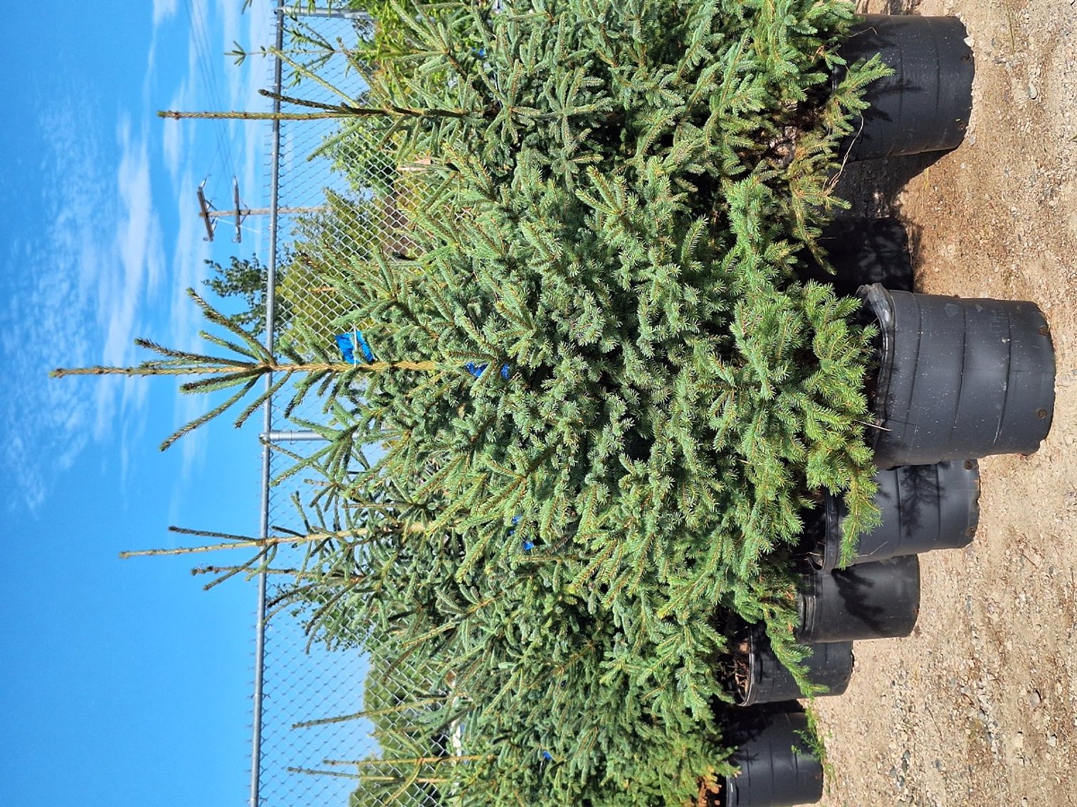 Image for Trees: Black Hills, White Pines, More