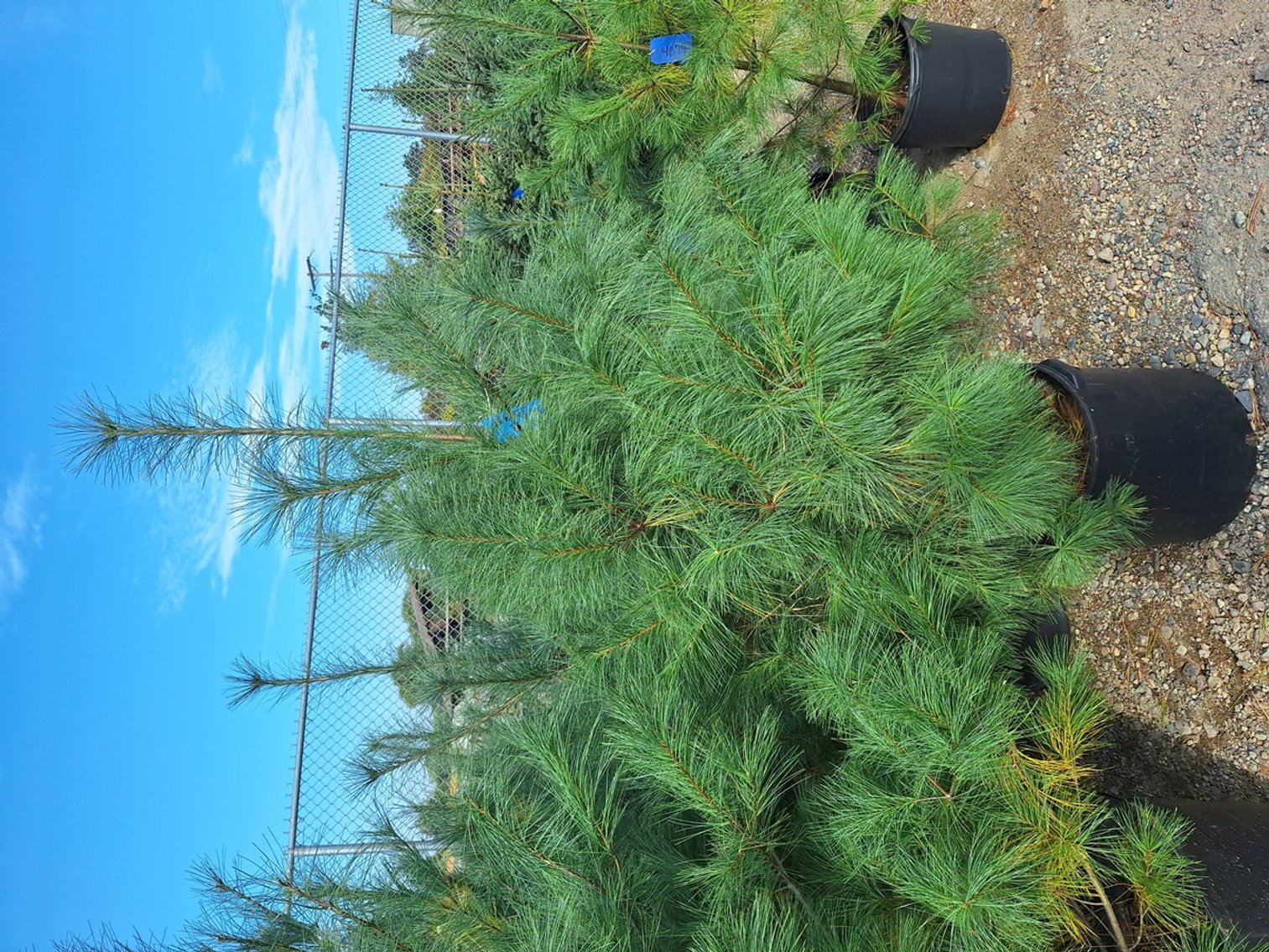 Image for Trees: Black Hills, White Pines, More