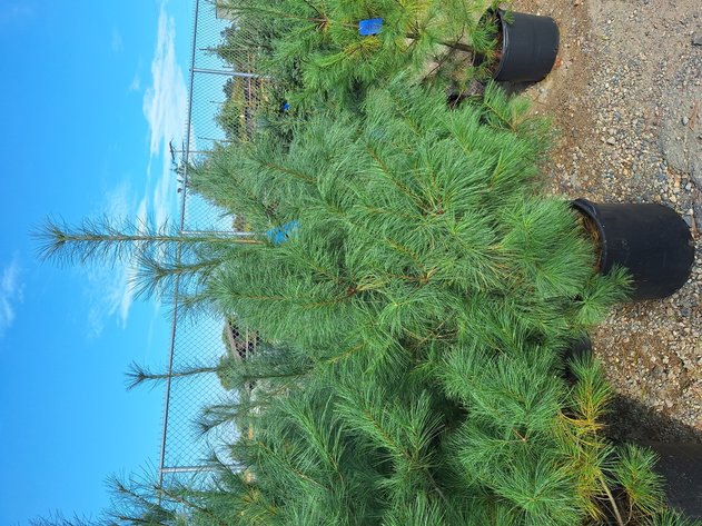 Image for Trees: Black Hills, White Pines, More