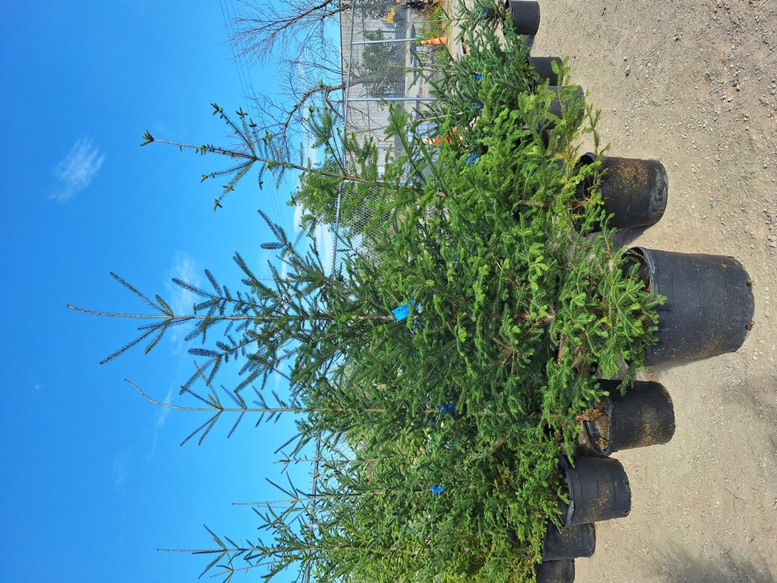 Image for Trees: Black Hills, White Pines, More