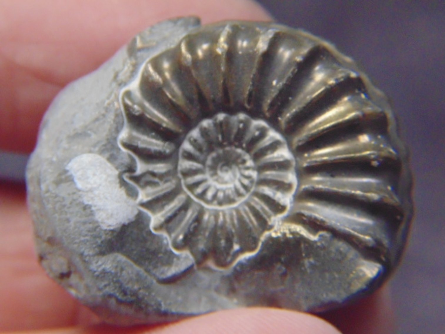 Image for Lapidary: Agates, Equipment, Fossils & More