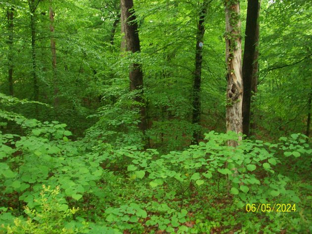 Image for BIRNAM WOOD PROPERTIES - DANVILLE, VA - 29 LOTS GROUPED INTO 12 PARCELS