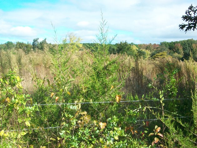 Image for ***CANCELLED*** ABSOLUTE TRUSTEE AUCTION - 4 TRACTS OF LAND - VIRGILINA VA