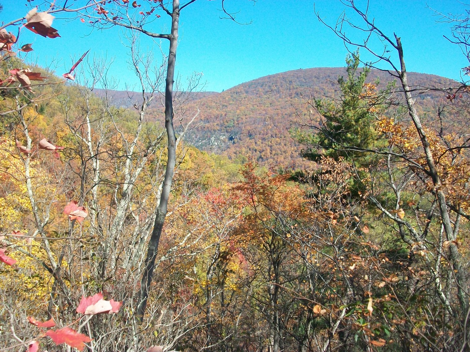 Image for 66.84 +/- ACRES FOR SALE IN NELSON COUNTY BELOW WINTERGREEN RESORT