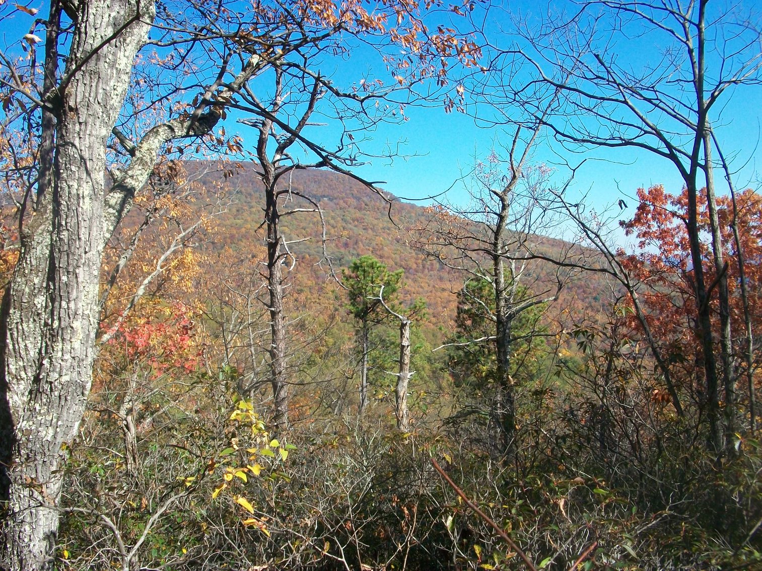 Image for 66.84 +/- ACRES FOR SALE IN NELSON COUNTY BELOW WINTERGREEN RESORT
