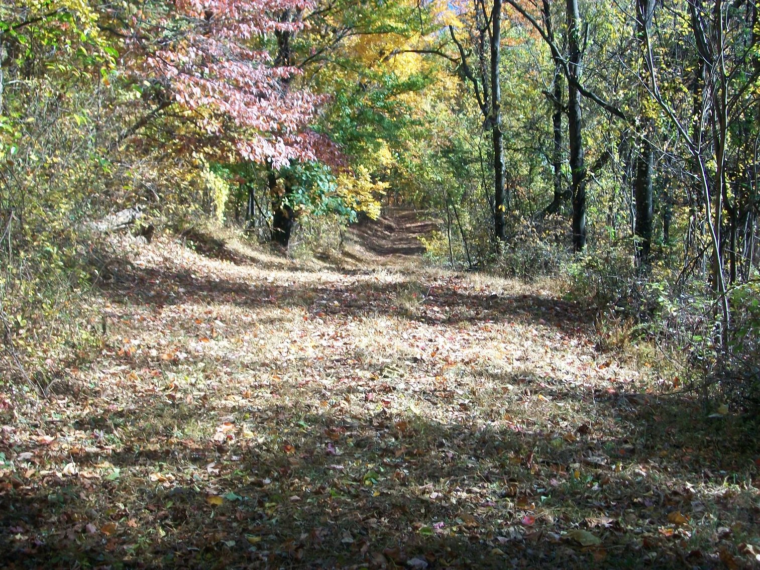 Image for 66.84 +/- ACRES FOR SALE IN NELSON COUNTY BELOW WINTERGREEN RESORT