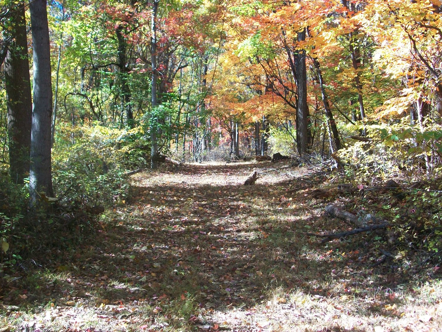 Image for 66.84 +/- ACRES FOR SALE IN NELSON COUNTY BELOW WINTERGREEN RESORT