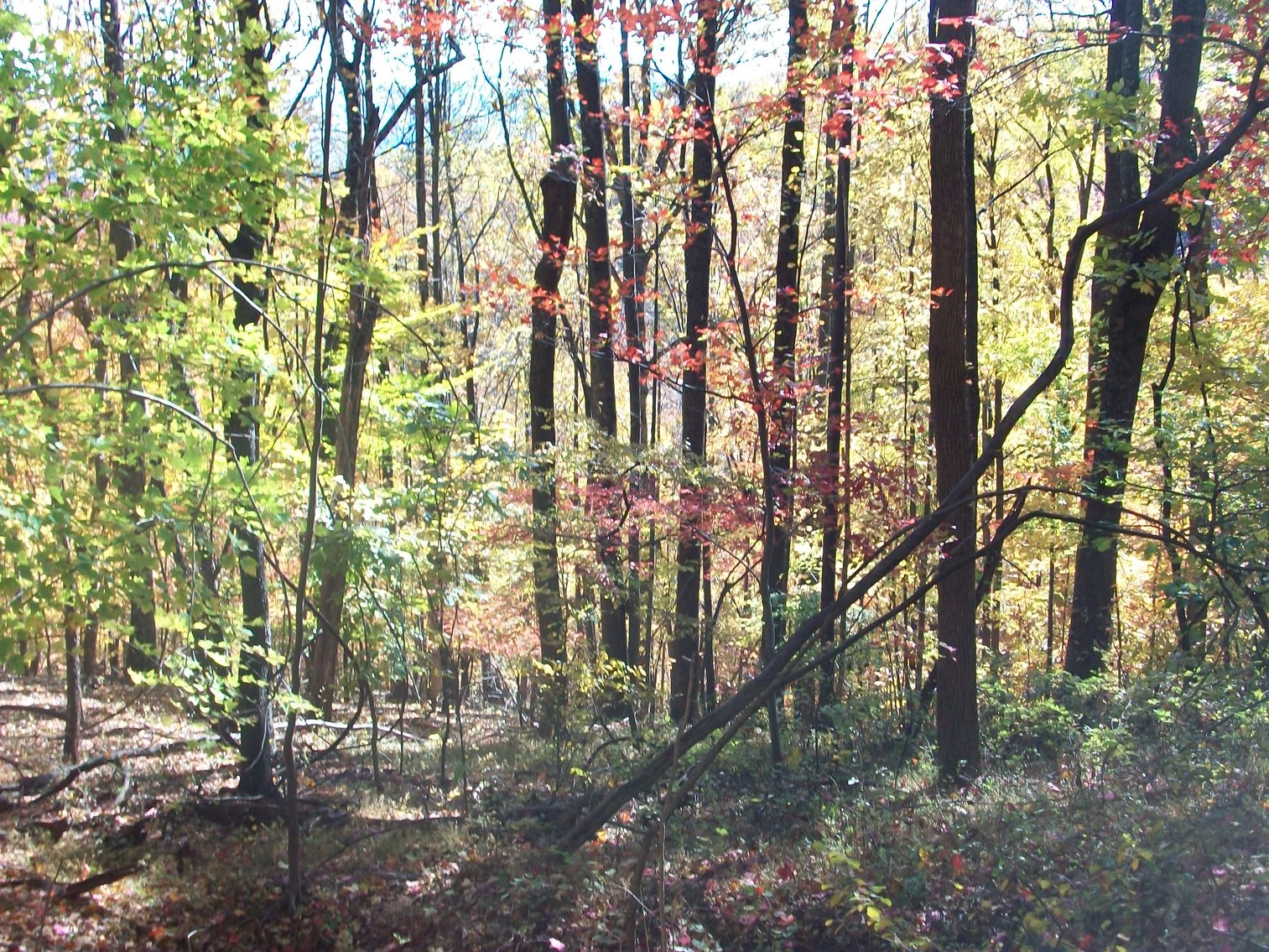 Image for 66.84 +/- ACRES FOR SALE IN NELSON COUNTY BELOW WINTERGREEN RESORT