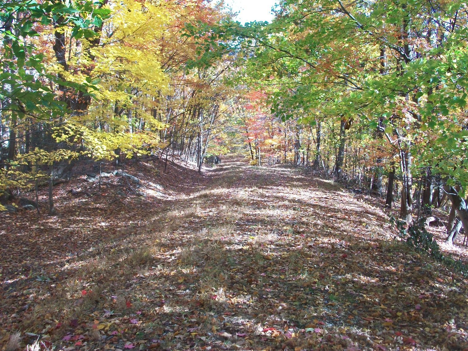 Image for 66.84 +/- ACRES FOR SALE IN NELSON COUNTY BELOW WINTERGREEN RESORT