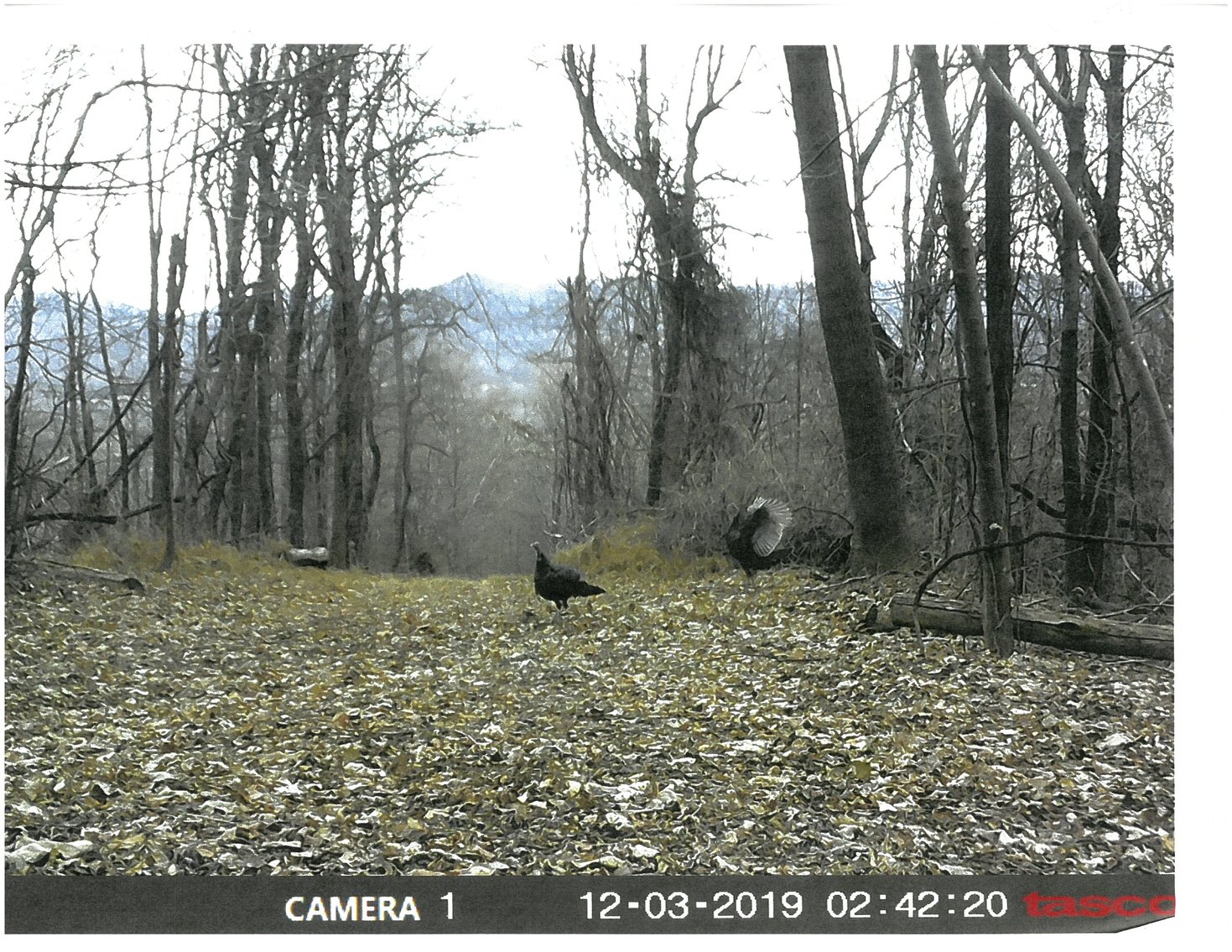 Image for 66.84 +/- ACRES FOR SALE IN NELSON COUNTY BELOW WINTERGREEN RESORT