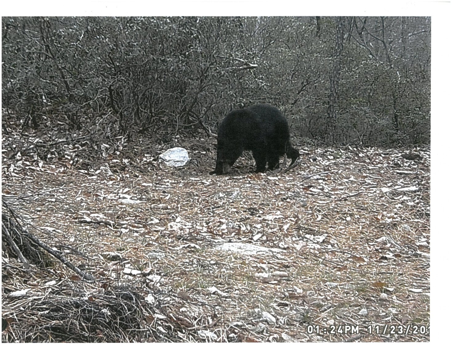 Image for 66.84 +/- ACRES FOR SALE IN NELSON COUNTY BELOW WINTERGREEN RESORT