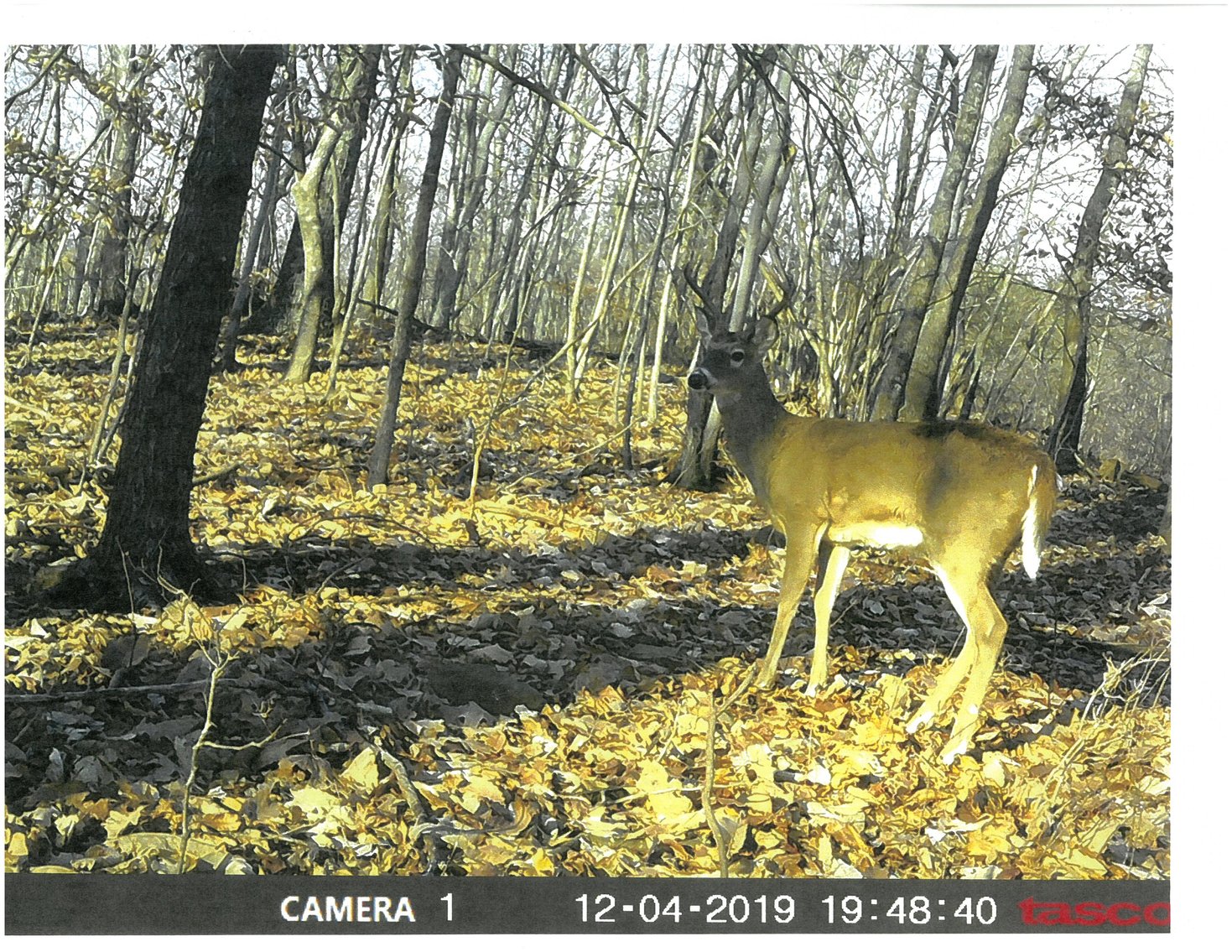 Image for 66.84 +/- ACRES FOR SALE IN NELSON COUNTY BELOW WINTERGREEN RESORT