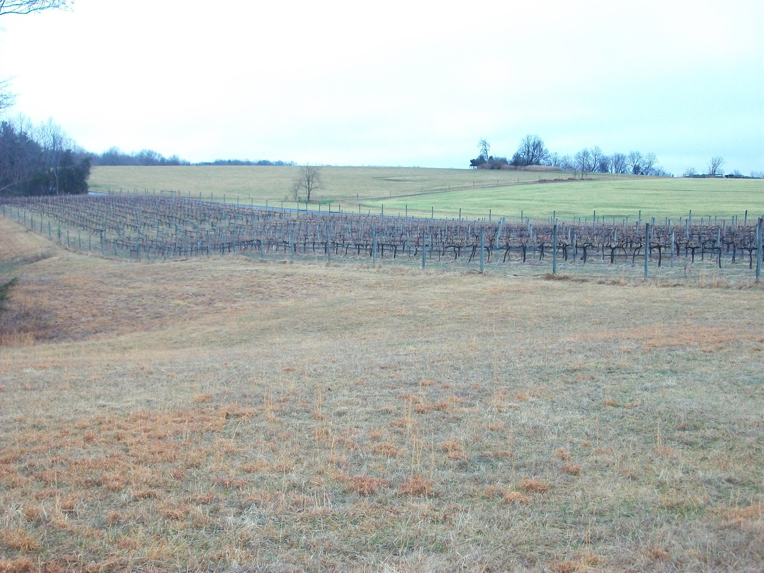 Image for 29 ACRES WITH 4 ACRES OF VINES PLANTED FOR SALE- CHATHAM, VA
