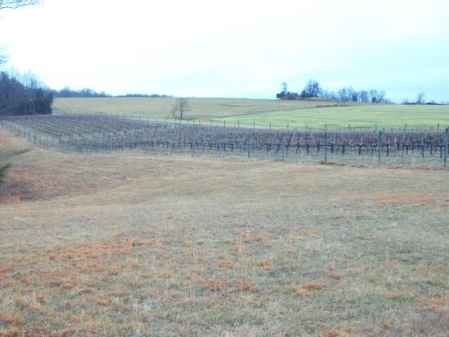 Image for 29 ACRES WITH 4 ACRES OF VINES PLANTED FOR SALE- CHATHAM, VA