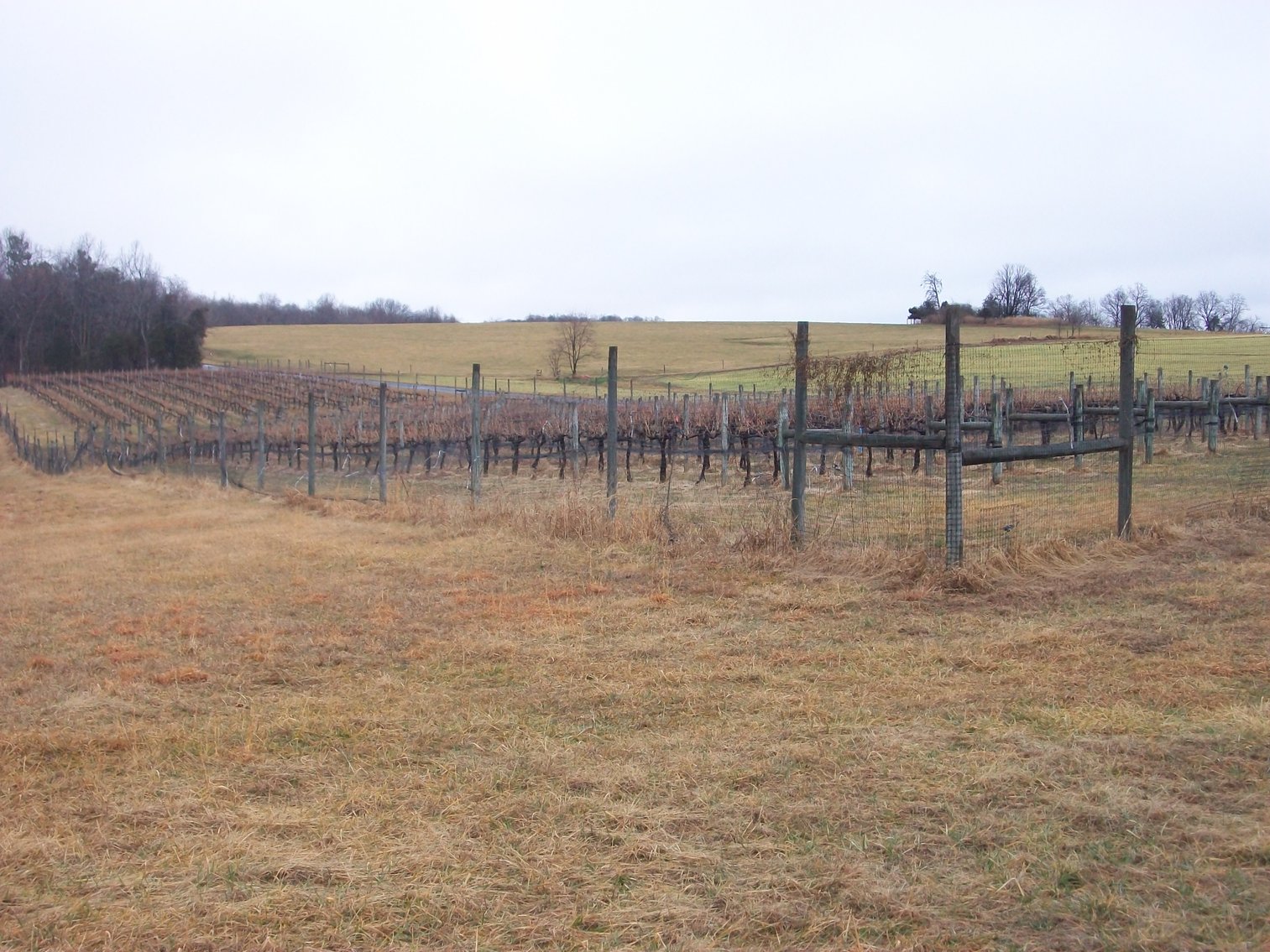Image for 29 ACRES WITH 4 ACRES OF VINES PLANTED FOR SALE- CHATHAM, VA