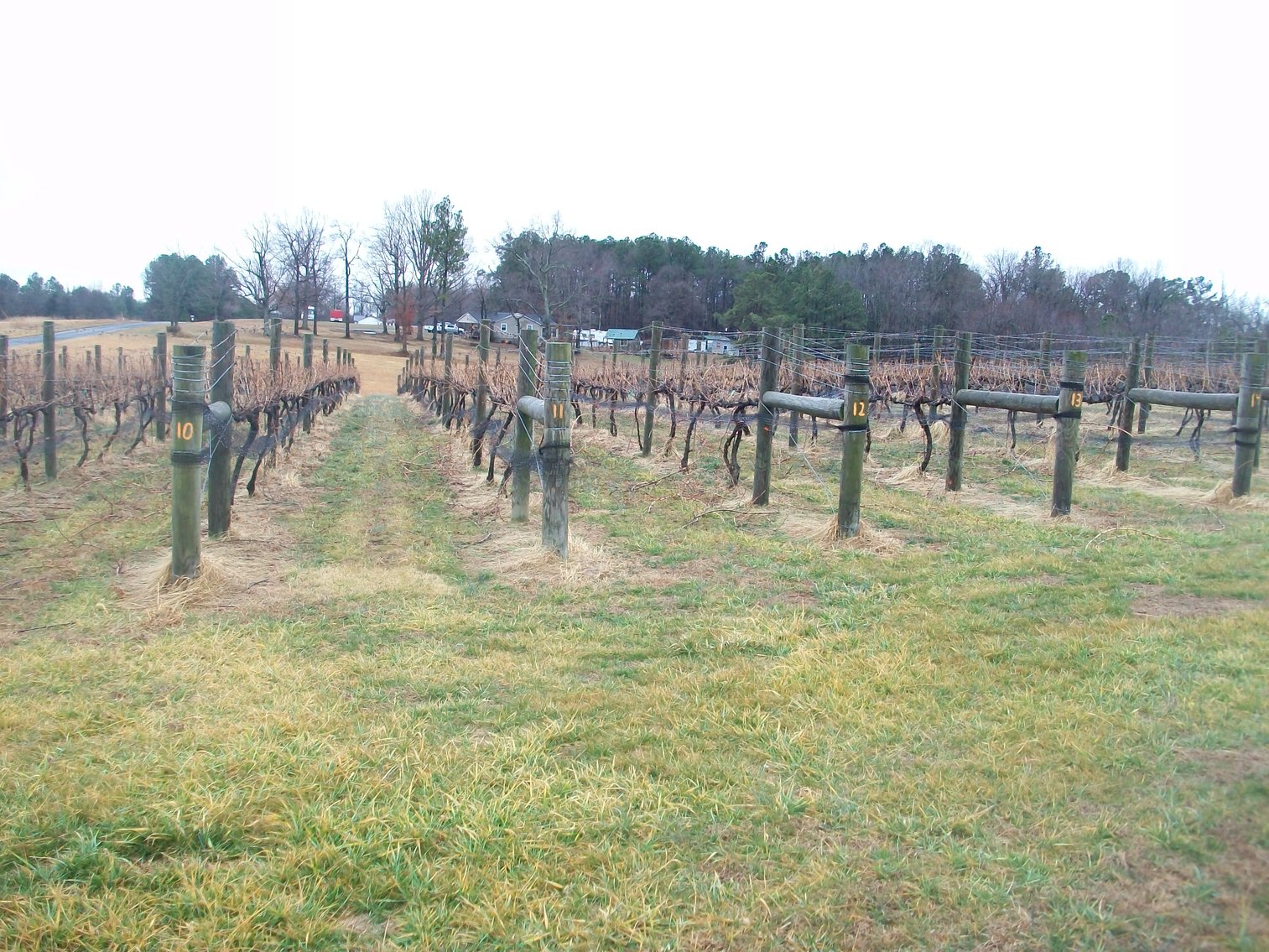 Image for 29 ACRES WITH 4 ACRES OF VINES PLANTED FOR SALE- CHATHAM, VA