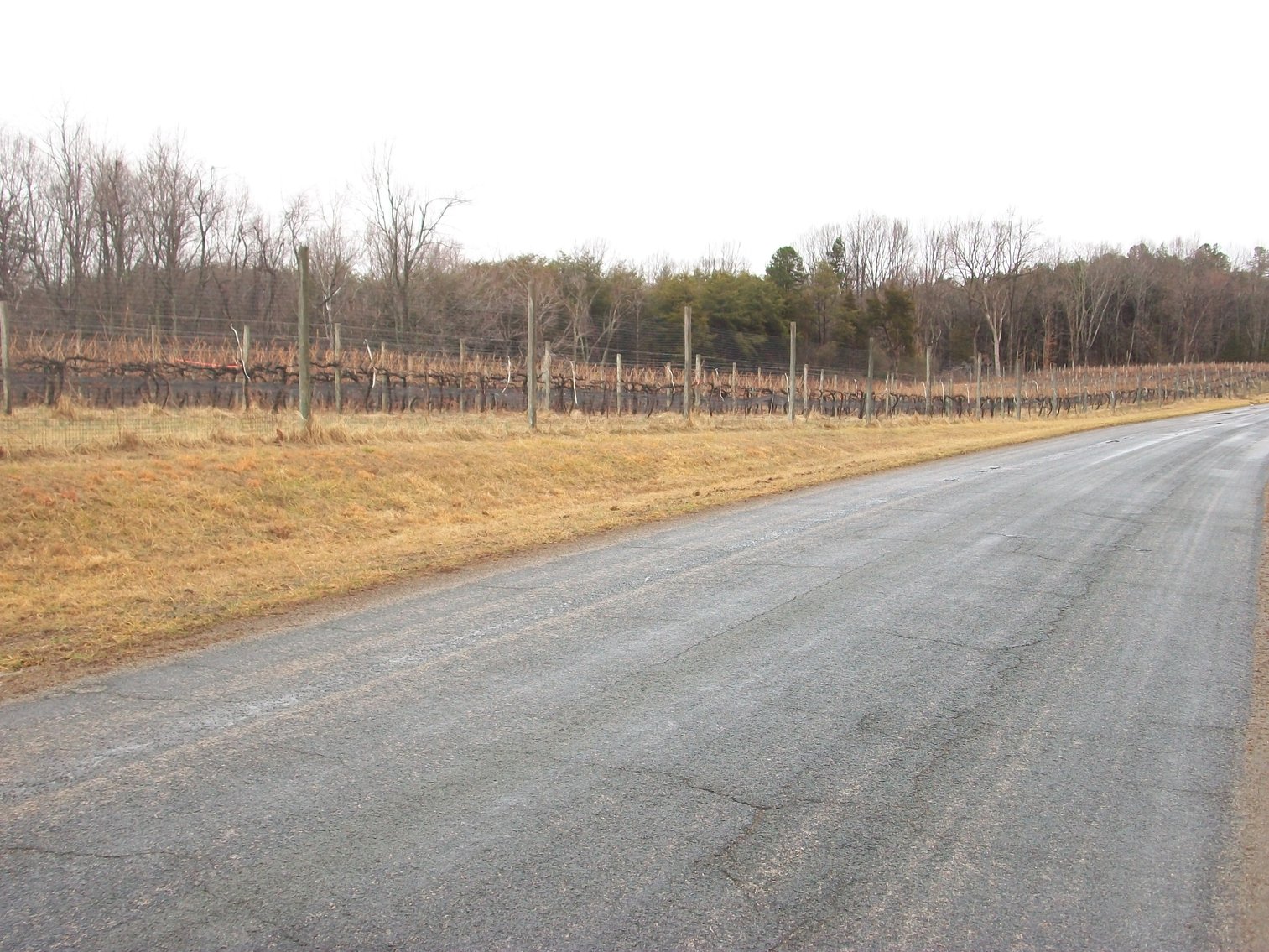 Image for 29 ACRES WITH 4 ACRES OF VINES PLANTED FOR SALE- CHATHAM, VA