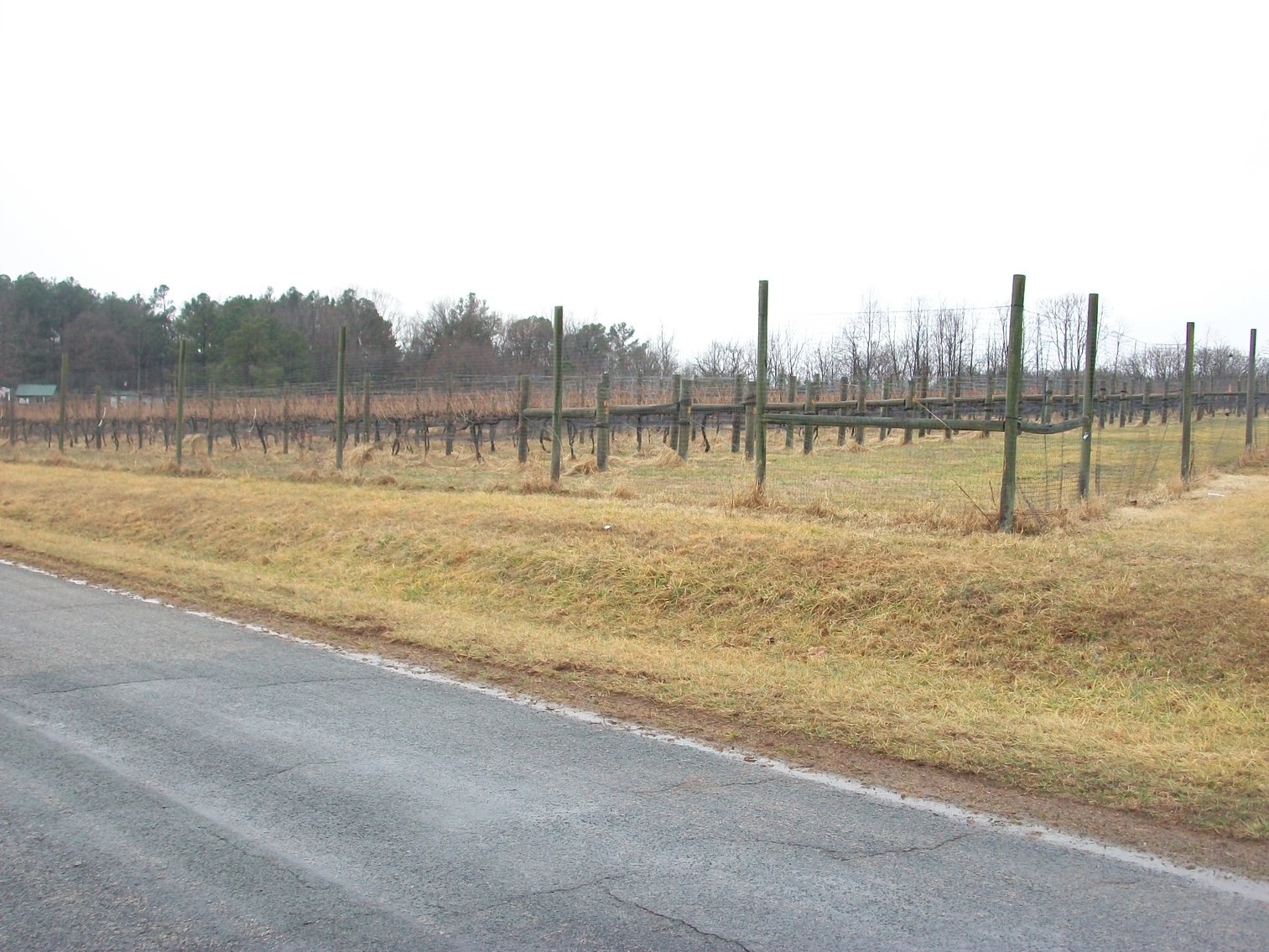 Image for 29 ACRES WITH 4 ACRES OF VINES PLANTED FOR SALE- CHATHAM, VA