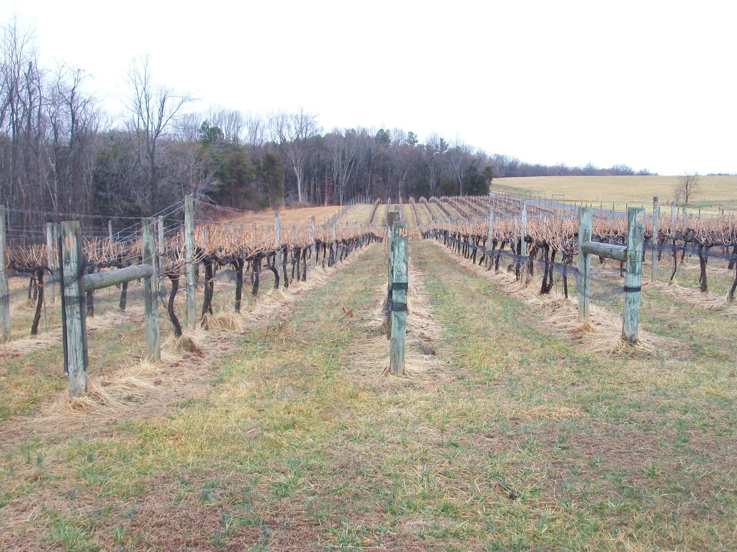Image for 29 ACRES WITH 4 ACRES OF VINES PLANTED FOR SALE- CHATHAM, VA