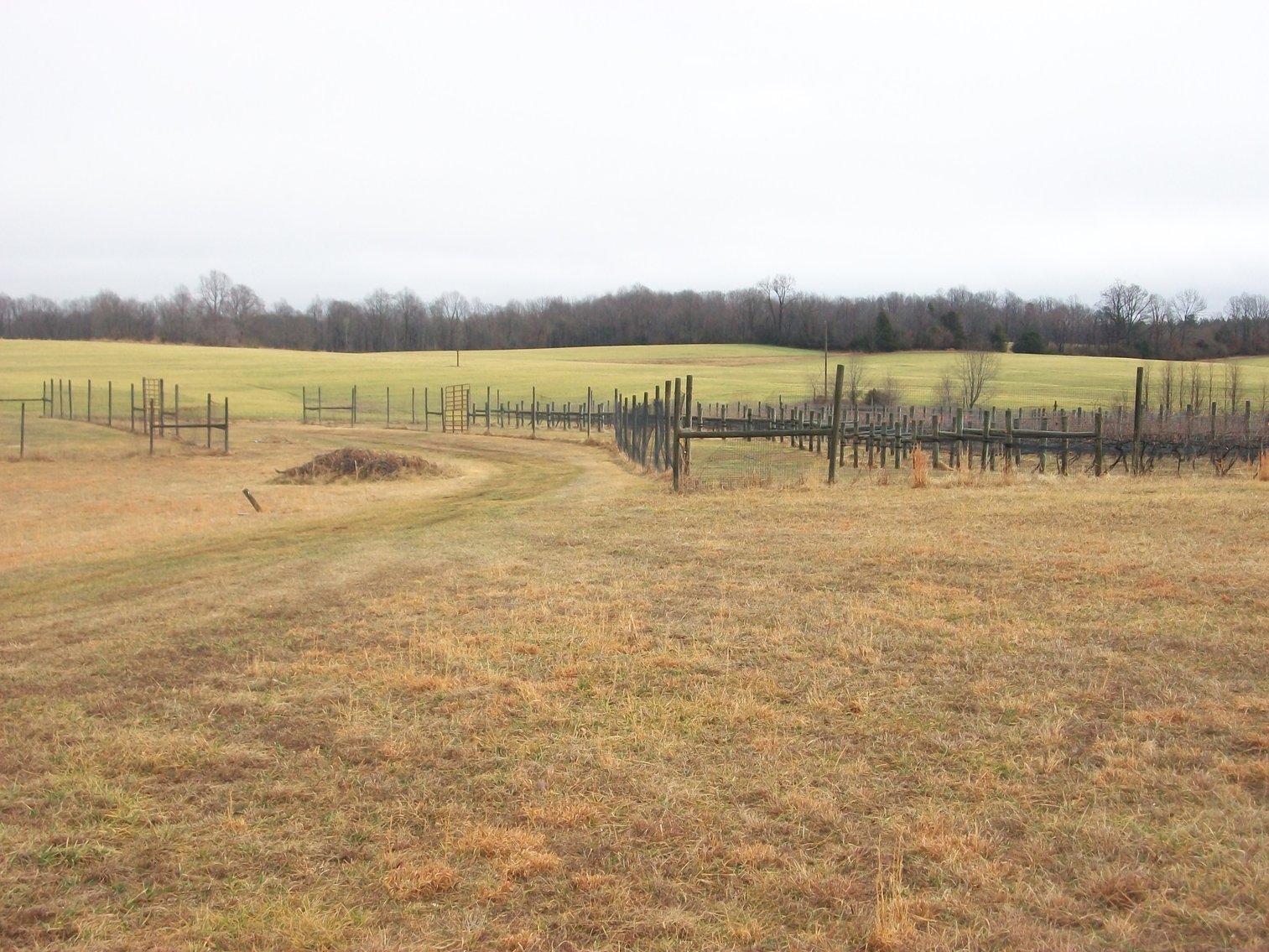 Image for 29 ACRES WITH 4 ACRES OF VINES PLANTED FOR SALE- CHATHAM, VA