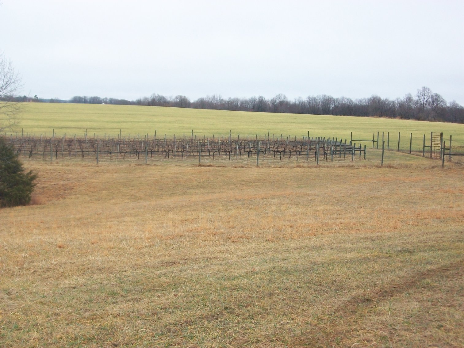 Image for 29 ACRES WITH 4 ACRES OF VINES PLANTED FOR SALE- CHATHAM, VA
